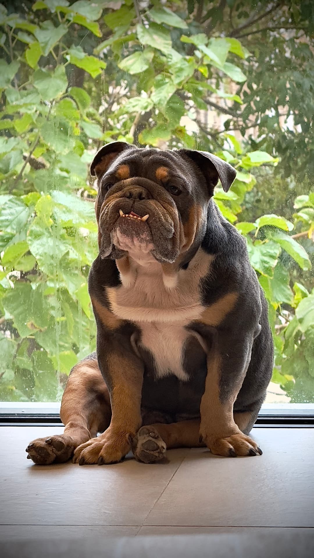 Franki the English Bulldog with his signature tongue out