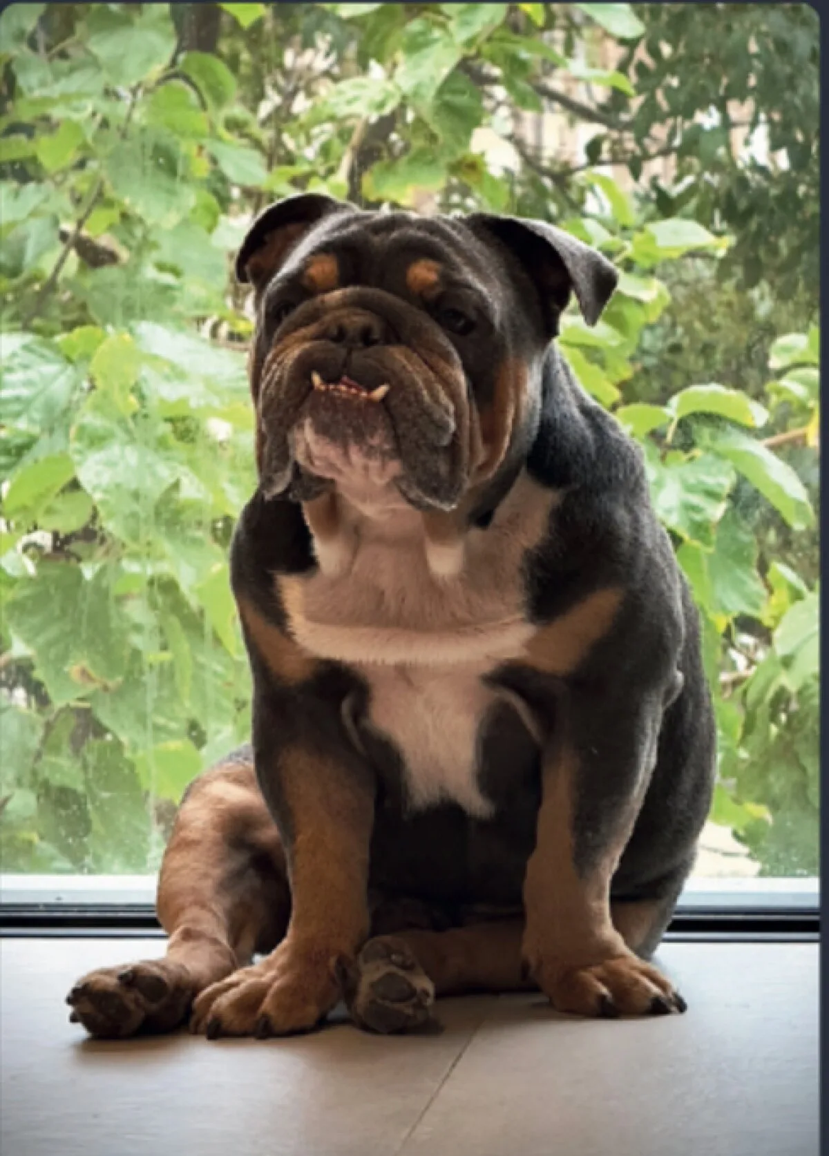 Franki, a black and tan English Bulldog, sitting by a window
